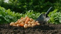 Freshly Harvested Carrots and Potatoes Gathered From the Garden Soil