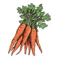 Freshly harvested carrots vegetables for eat