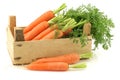 Freshly harvested carrots Royalty Free Stock Photo