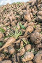 Freshly harvested chicory roots from close Royalty Free Stock Photo