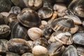 Freshly clams from the seabed