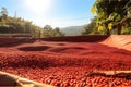 freshly harvested coffee beans drying in the sun