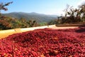 freshly harvested coffee beans drying in the sun