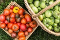 Freshly harvested colorful red green yellow tomato in basket in garden, top view. Organic tomatoes, autumn vegetables, harves Royalty Free Stock Photo