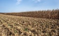 Freshly harvested corn crop, cut stalks in corn field at harvest time Royalty Free Stock Photo