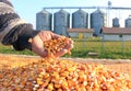 Freshly harvested corn grains