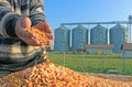 Freshly harvested corn grains