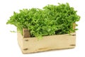 Freshly harvested curly lettuce in a wooden crate Royalty Free Stock Photo