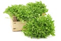 Freshly harvested curly lettuce in a wooden crate Royalty Free Stock Photo