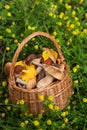 Freshly harvested different edible porcini mushrooms in basket in forest in nature in grass closeup