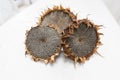 Dried sunflower heads Royalty Free Stock Photo