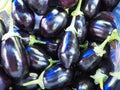 Freshly harvested fresh brinjal from the farm are great for health