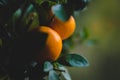 Freshly harvested fruits of orange tree with green leaves. Organic oranges.freshly harvested fruits of orange tree with green