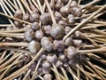 Freshly harvested garlic