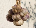 Freshly harvested garlic against a white wall