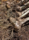 Freshly harvested garlic (Allium sativum)