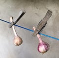 Drying garlic Royalty Free Stock Photo