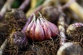 Freshly harvested garlic bulbs from kitchen garden