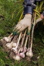 Bunch of fresh raw organic garlic harvest in farmer hands in garden Royalty Free Stock Photo