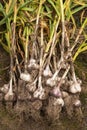 Garlic. Bunch of fresh raw organic garlic harvest with green leaves in garden in nature Royalty Free Stock Photo