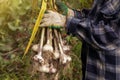 Freshly harvested Garlic. Bunch of fresh raw organic garlic harvest in farmer hands in garden Royalty Free Stock Photo