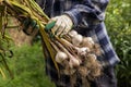 Freshly harvested Garlic. Bunch of fresh raw organic garlic harvest in farmer hands in garden Royalty Free Stock Photo