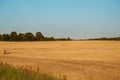 The freshly harvested grain field. Field of freshly bales of hay with beautiful sunset Royalty Free Stock Photo