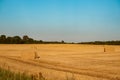 The freshly harvested grain field. Field of freshly bales of hay with beautiful sunset Royalty Free Stock Photo