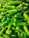 Freshly harvested green chillies chilli chilly pepper vegetable food hari mirch hareemirach piment vert spicy ingredient photo Royalty Free Stock Photo
