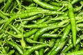 Freshly harvested green chillies Royalty Free Stock Photo