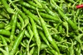 Freshly harvested green chillies Royalty Free Stock Photo