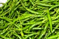 Freshly harvested green chillies Royalty Free Stock Photo