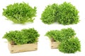 Freshly harvested green curly  lettuce in a wooden crate Royalty Free Stock Photo