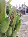 Freshly harvested Green type bananas