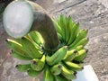 Freshly harvested Green type bananas