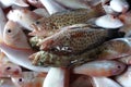 Freshly Harvested Groupers and Bream