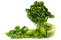 Freshly harvested little gem lettuce and a cut one Royalty Free Stock Photo
