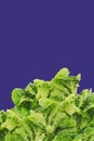 Freshly harvested little gem lettuce Royalty Free Stock Photo