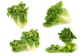 Freshly harvested little gem lettuce Royalty Free Stock Photo