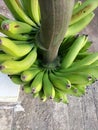 Freshly harvested local Green type bananas