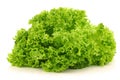 Freshly harvested Lollo Bionda lettuce Royalty Free Stock Photo