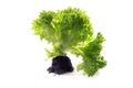 Freshly harvested Lollo Bionda lettuce with roots isolated on a white background Royalty Free Stock Photo