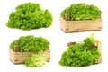 Freshly harvested Lollo Bionda lettuce and some in a wooden crate Royalty Free Stock Photo