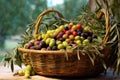 freshly harvested olives in a basket