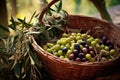 freshly harvested olives in a basket