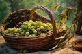 freshly harvested olives in a basket