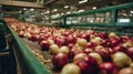 Freshly harvested onions being sorted on a conveyor belt in a processing facility during daylight hours Royalty Free Stock Photo