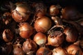 Freshly harvested organically grown onions