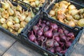 Freshly harvested onions in a plastic box on the ground.