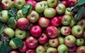 Lots of apples in a crate Royalty Free Stock Photo